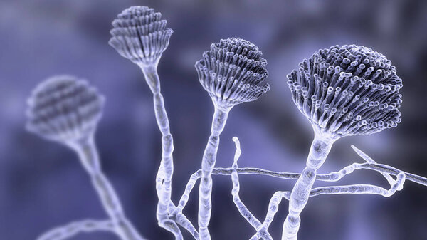 Fungi Aspergillus, black mold, which produce aflatoxins and cause pulmonary infection aspergillosis, 3D illustration