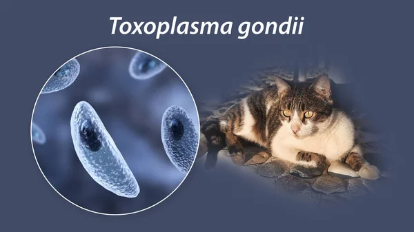 Parasitic Protozoans Toxoplasma Gondii Causative Agent Toxoplasmosis Tachyzoite Stage Illustration — Stock Photo, Image
