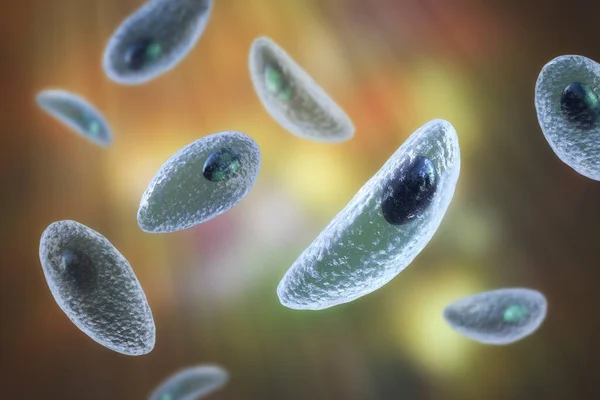 Parasitprotozoer Toxoplasma Gondii Det Orsakande Ämnet För Toxoplasmos Takyzoitstadiet Illustration — Stockfoto