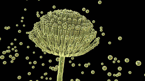 Fungi Aspergillus, black mold that produce aflatoxins, cause pulmonary infection aspergillosis, sinusitis, allergic reactions, 3D illustration