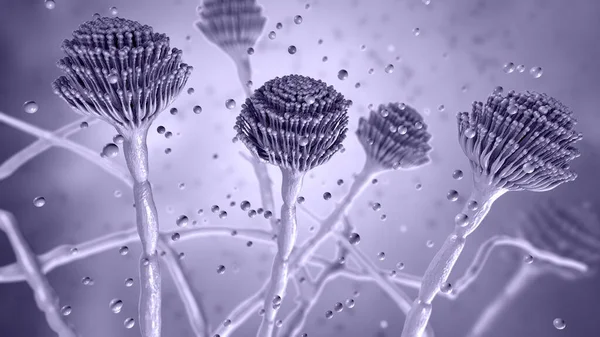 Μύκητες Aspergillus Μαύρη Μούχλα Οποία Παράγουν Αφλατοξίνες Και Προκαλούν Πνευμονική — Φωτογραφία Αρχείου