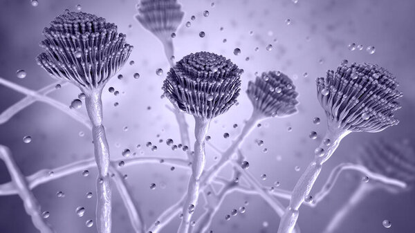 Fungi Aspergillus, black mold, which produce aflatoxins and cause pulmonary infection aspergillosis, 3D illustration