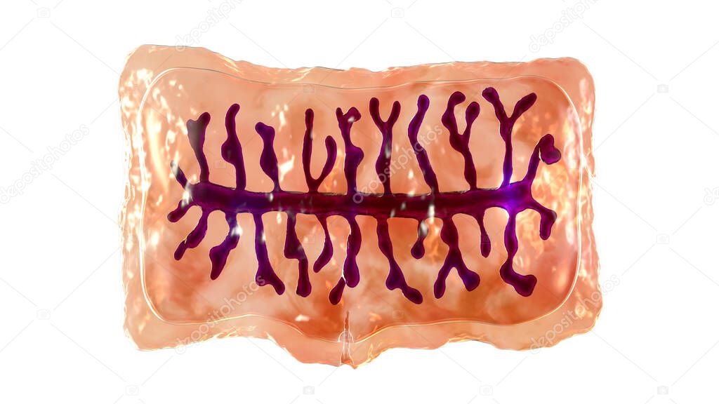 Proglottid (body unit) of tapeworm Taenia solium, 3D illustration. A flatworm parasitizing animal and human intestines. Proglottid contains uterus with 7-13 primary lateral branches filled with eggs
