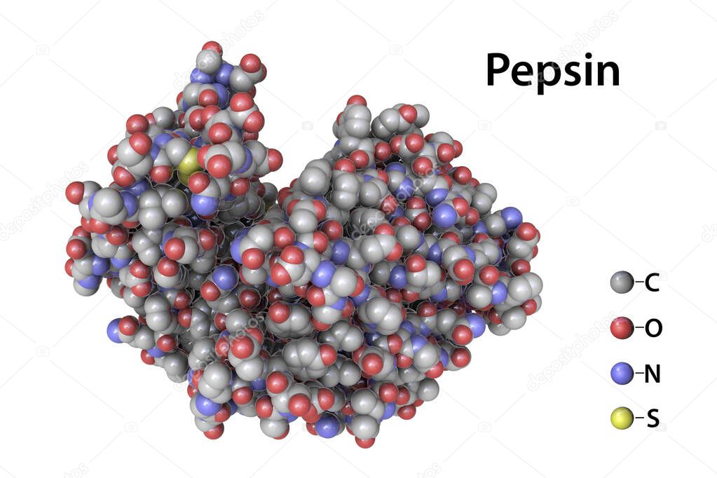 Molecule of pepsin stomach enzyme, 3D illustration