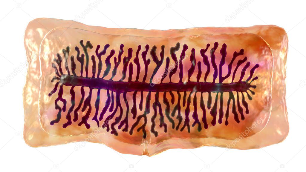 Proglottid (body unit) of tapeworm Taenia saginata, 3D illustration. A flatworm parasitizing animal and human intestine. Proglottid contains uterus with 12-30 primary lateral branches filled with eggs