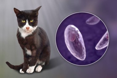 Toksoplazma gondii, taşizoit aşamasındaki toksoplazmozun nedensel maddesi, 3 boyutlu illüstrasyon ve bir kedinin fotoğrafı, Toxoplasma paraziti kesin taşıyıcı.