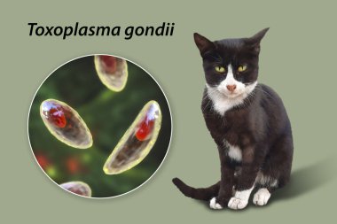 Toksoplazma gondii, taşizoit aşamasındaki toksoplazmozun nedensel maddesi, 3 boyutlu illüstrasyon ve bir kedinin fotoğrafı, Toxoplasma paraziti kesin taşıyıcı.