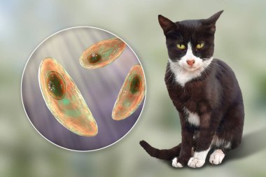 Toksoplazma gondii, taşizoit aşamasındaki toksoplazmozun nedensel maddesi, 3 boyutlu illüstrasyon ve bir kedinin fotoğrafı, Toxoplasma paraziti kesin taşıyıcı.