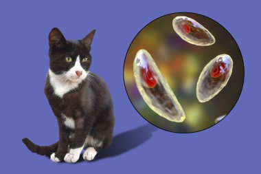 Parazit protozoanlar, toksoplazma gondii, taşizoit evresindeki toksoplazmozun nedensel maddesi, 3 boyutlu illüstrasyon ve bir sokak kedisinin fotoğrafı, Toxoplasma parazitinin kesin konukçusu.