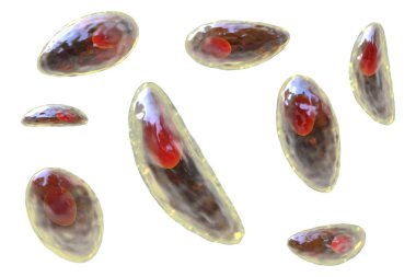 Parazit protozoanlar. Toksoplazma gondii. Taşizoit evresinde toksoplazmozun nedensel maddesi.