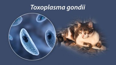 Toksoplazma gondii, taşizoit aşamasındaki toksoplazmozun nedensel maddesi, 3 boyutlu illüstrasyon ve bir kedinin fotoğrafı, Toxoplasma paraziti kesin taşıyıcı.