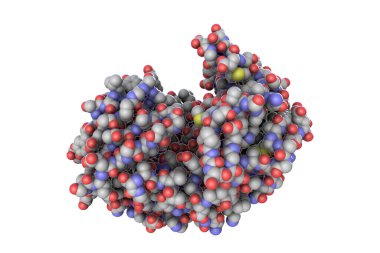 Pepsin mide enzimi molekülü, 3 boyutlu illüstrasyon