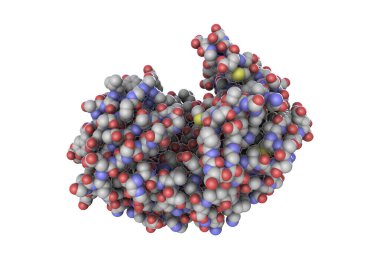 Molecule of pepsin stomach enzyme, 3D illustration clipart