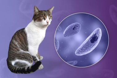 Toksoplazma gondii, taşizoit aşamasındaki toksoplazmozun nedensel maddesi, 3 boyutlu illüstrasyon ve bir kedinin fotoğrafı, Toxoplasma paraziti kesin taşıyıcı.