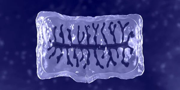 Proglotid Unidad Del Cuerpo Taenia Solium Tenia Ilustración Gusano Parásito — Foto de Stock