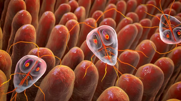 Giardia Lamblia Protozoan Veroorzaker Van Giardiasis Illustratie Met Darmvilli Met — Stockfoto