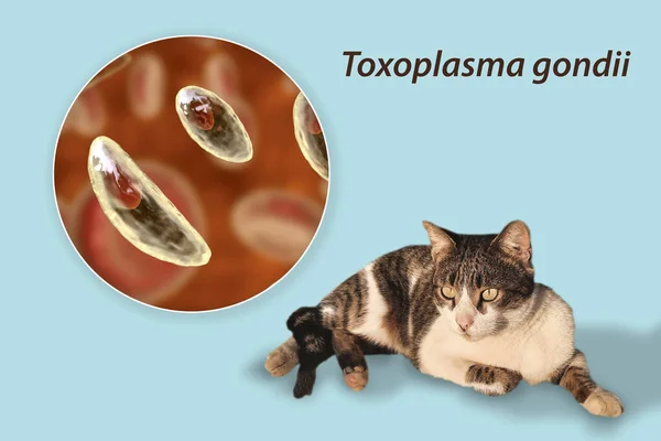 Parasitic Protozoans Toxoplasma Gondii Causative Agent Toxoplasmosis Tachyzoite Stage Illustration — Stock Photo, Image
