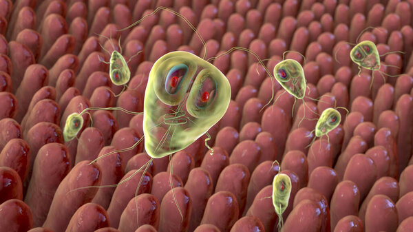 Giardia lamblia protozoan, the causative agent of giardiasis, 3D illustration showing intestinal villi with Giardia parasites