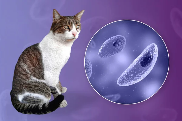 Toksoplazma gondii, taşizoit aşamasındaki toksoplazmozun nedensel maddesi, 3 boyutlu illüstrasyon ve bir kedinin fotoğrafı, Toxoplasma paraziti kesin taşıyıcı.