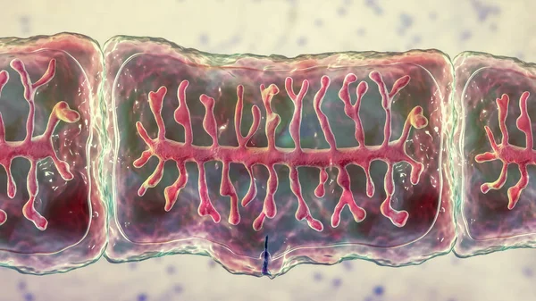 圆锥线虫的体部单元 三维图解 一种寄生动物和人类肠道的扁平线虫 前列腺包含子宫和7 13个主要侧支 充满卵子 — 图库照片