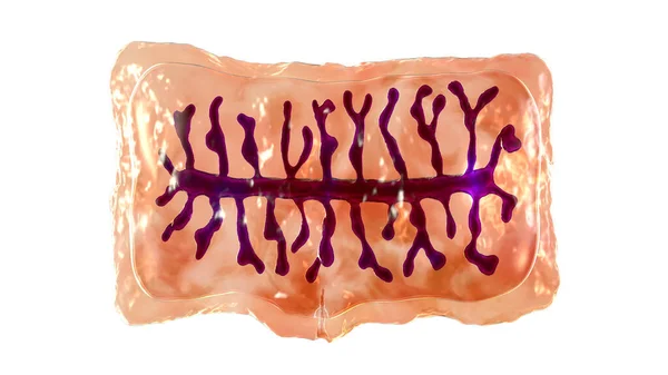 Proglottid Body Unit Tapeworm Taenia Solium Illustration Flatworm Parasitizing Animal — Stock Photo, Image