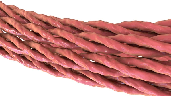 Молекулы Тройной Спирали Коллагена Иллюстрация Показывающая Связку Тройных Спиралей Коллагена — стоковое фото