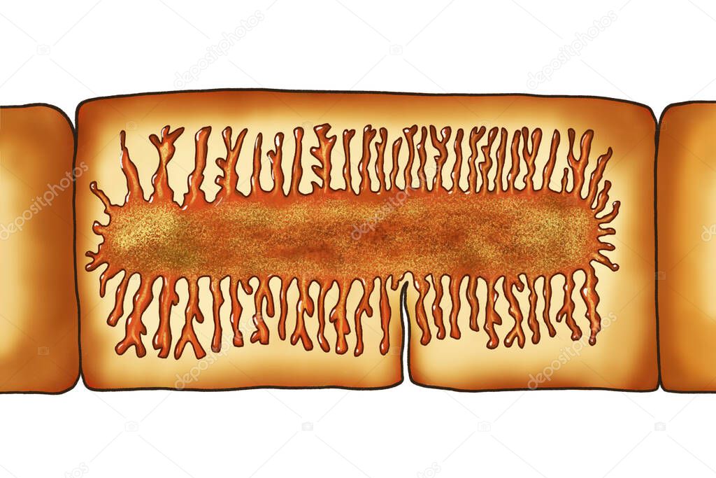 Proglottid (body unit) of tapeworm Taenia saginata, illustration. A flatworm parasitizing animal and human intestine. Proglottid contains uterus with 12-30 primary lateral branches filled with eggs