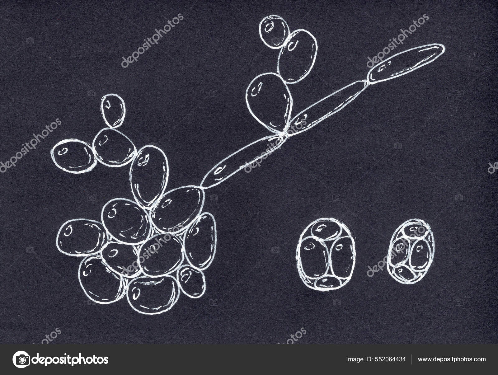 Saccharomyces Cerevisiae Yeast Scientific Hand Drawn Illustration ...