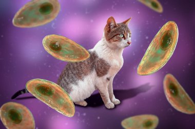 Toksoplazma gondii, taşizoit aşamasındaki toksoplazmozun nedensel maddesi, 3 boyutlu illüstrasyon ve bir kedinin fotoğrafı, Toxoplasma paraziti kesin taşıyıcı.
