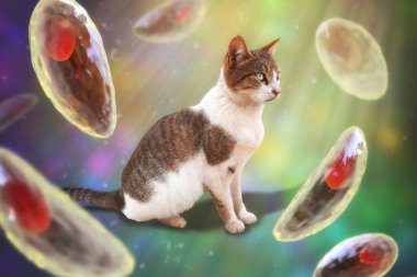 Toksoplazma gondii, taşizoit aşamasındaki toksoplazmozun nedensel maddesi, 3 boyutlu illüstrasyon ve bir kedinin fotoğrafı, Toxoplasma paraziti kesin taşıyıcı.