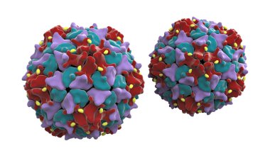 Poliovirüs, Picornaviridae familyasından çocuk felci hastalığına neden olan bir RNA virüsü, 3 boyutlu illüstrasyon