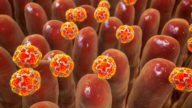 Hepatit A virüs bulaşmasını bağırsak, 3d çizim