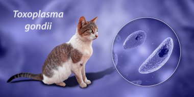 Toksoplazma gondii, taşizoit aşamasındaki toksoplazmozun nedensel maddesi, 3 boyutlu illüstrasyon ve bir kedinin fotoğrafı, Toxoplasma paraziti kesin taşıyıcı.