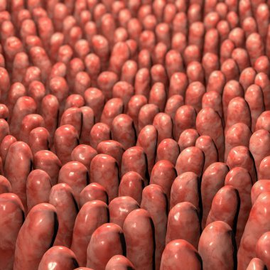 Bağırsak villi, insan bağırsağı yakın çekim, 3 boyutlu illüstrasyon.