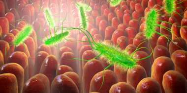 İnsan bağırsağında Escherichia coli bakterisi, E. coli, çubuk şeklinde bakteri, bağırsak florasının bir kısmı ve ishal ve farklı yerlerde iltihaplanma nedenleri, 3 boyutlu illüstrasyon.