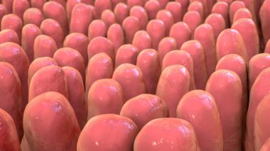 Bağırsak villi, insan bağırsağı yakın çekim, 3 boyutlu illüstrasyon.