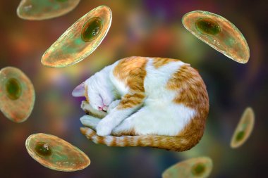 Toksoplazma gondii, taşizoit aşamasındaki toksoplazmozun nedensel maddesi, 3 boyutlu illüstrasyon ve bir kedinin fotoğrafı, Toxoplasma paraziti kesin taşıyıcı.
