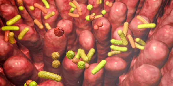 Human intestine with intestinal bacteria, 3D illustration. Human gut microbiome