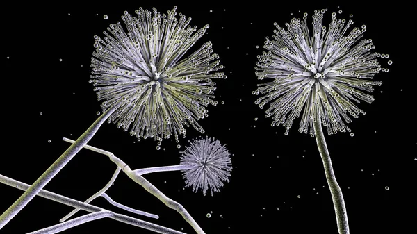 Fungos Aspergillus Niger Mofo Preto Que Produzem Aflatoxinas Causam Infecção — Fotografia de Stock