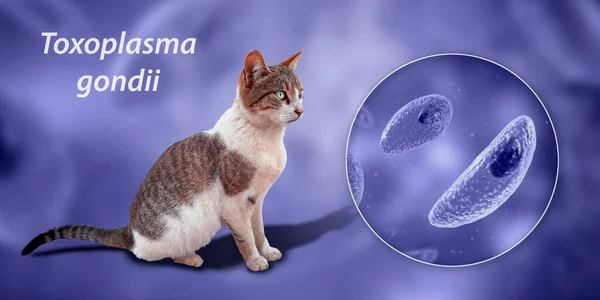 Παρασιτικά Πρωτόζωα Toxoplasma Gondii Αιτιολογικός Παράγοντας Της Τοξοπλάσμωσης Ταχυζωικό Στάδιο — Φωτογραφία Αρχείου