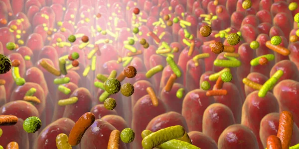 Human intestine with intestinal bacteria, 3D illustration. Human gut microbiome