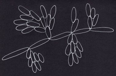 Candida kefyr maya, eski adıyla Candida psödotropicalis, mikroskobik mantarlar. Bilimsel el çizimi illüstrasyon. Hematolojik kötü huylu hastalarda invazif kandiyoza ve adaylığa neden olur.