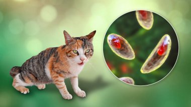 Toksoplazma gondii, taşizoit aşamasındaki toksoplazmozun nedensel maddesi, 3 boyutlu illüstrasyon ve bir kedinin fotoğrafı, Toxoplasma paraziti kesin taşıyıcı.