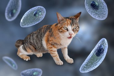 Toksoplazma gondii, taşizoit aşamasındaki toksoplazmozun nedensel maddesi, 3 boyutlu illüstrasyon ve bir kedinin fotoğrafı, Toxoplasma paraziti kesin taşıyıcı.