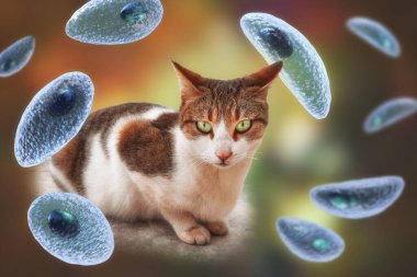 Toksoplazma gondii, taşizoit aşamasındaki toksoplazmozun nedensel maddesi, 3 boyutlu illüstrasyon ve bir kedinin fotoğrafı, Toxoplasma paraziti kesin taşıyıcı.