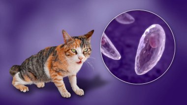 Toksoplazma gondii, taşizoit aşamasındaki toksoplazmozun nedensel maddesi, 3 boyutlu illüstrasyon ve bir kedinin fotoğrafı, Toxoplasma paraziti kesin taşıyıcı.
