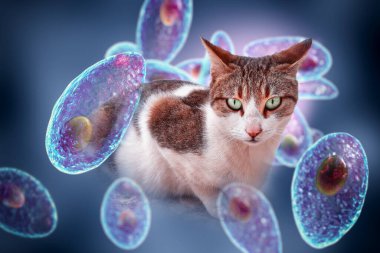 Toksoplazma gondii, taşizoit aşamasındaki toksoplazmozun nedensel maddesi, 3 boyutlu illüstrasyon ve bir kedinin fotoğrafı, Toxoplasma paraziti kesin taşıyıcı.