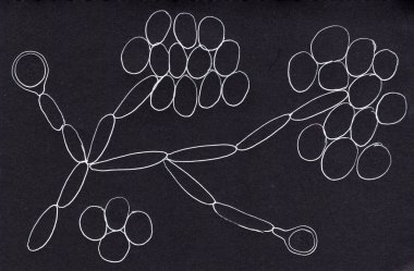 Candida albika mayaları, mikroskobik mantarlar. Bilimsel el çizimi psödohyphae, yuvarlak blastoconidia kümeleri ve büyük tek terminal klamidporlarını gösteriyor.