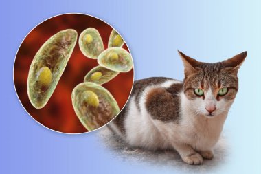 Toksoplazma gondii, taşizoit aşamasındaki toksoplazmozun nedensel maddesi, 3 boyutlu illüstrasyon ve bir kedinin fotoğrafı, Toxoplasma paraziti kesin taşıyıcı.
