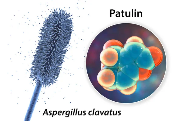 Aspergillus Clavatus Mold Fungi Molecule Patulin Toxin Illustration Mycotoxin Produced — Stock Photo, Image